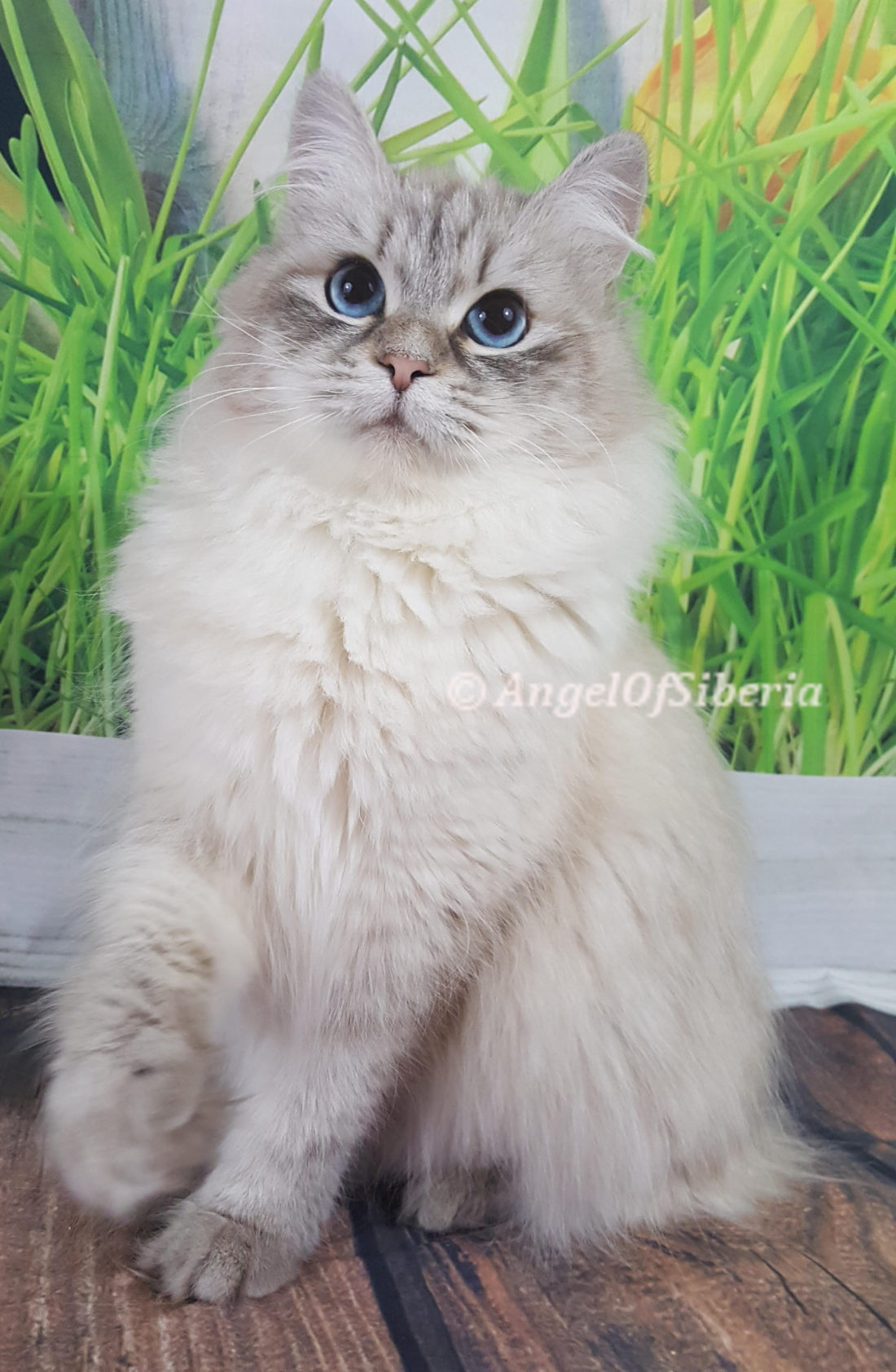 Angel of Siberia - Siberian Kittens 